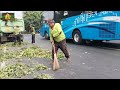 terlempar kayu trembesi tebang pohon terbesar di pinggir jalan