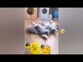FUNNIEST CAT AND DOG VIDEOS 2023 #25