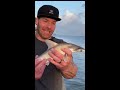 Catching The CUTEST Baby Hammerhead Shark #shorts #babyshark #hammerheadshark