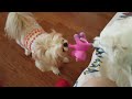 Petchy and Tiffany's tug of war