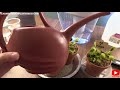 How To Water A Venus Flytrap - Watering Venus Flytraps For Beginners - How Often, What Type & More!