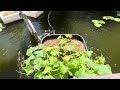 Aquaponic Cucumber and Watermelon ￼