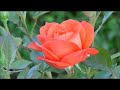 Relaxing Music and Beautiful Rose Flowers #relaxingmusic #rose #flowers