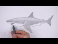 How to Draw a Shark (Great White)