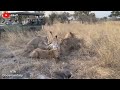 30 Moments Of Zebras Being Injured and Killed by Lions, Hyenas and Crocodiles.