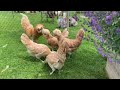 Effective Strategies Helping Feathered Pets Beat The Heat. Collect Eggs. Garden Care, Harvest, Cook