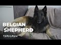 Belgian Shepherd | Frequently Asked Quesitons