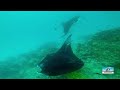 Snorkeling at Dharavandhoo, Maldives | Aidhoo | Dhonfanu | Hanifaru Bay | Whalesharks | Manta Rays