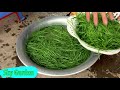 How to Grow Wheat Grass at Home Without Soil | Growing Wheat with Seeds