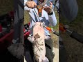 I Slayed the KING of the river￼ in SEGUIN TX :  Watch me weigh this epic monster #texas #youtube