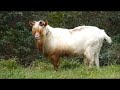 Funny west coast goat