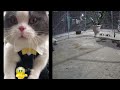 😂😘 Funniest Dogs and Cats 😂😘 Best Funny Animal Videos # 21
