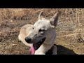 Watch this before you get a wolf dog / wolf hybrid