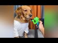 I will die laughing for these FUNNY Cats and Dogs 😹😹 Funniest Cat Reaction 😍