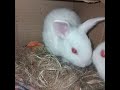 Rabbit baby screaming / Baby rabbit sound. #rabbit baby screaming #rabbitsound #babyrabbit