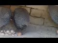 Fascinating Guinea Fowl Live Egg-laying 🐣🥚 | Unique Nature's Miracle 🌿🌍