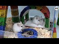 DIY - Build Amazing Hamster House With Magnetic Balls (Satisfying) - Magnet Balls