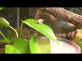 Baby Grey Tree Frogs eating fruitflies