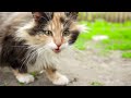 8 Common Cat Noises & What They Mean