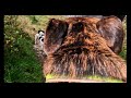 Pup Party on SECRET BEACH - Portland, Dorset - Virtual dog walk