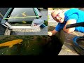 100,000+ VIEWS FOR MASSIVE JUMBO KOI POND FISH COLLECTION*😉👍IS IT ONE OF THE BIGGEST KOI IN THE UK😮*
