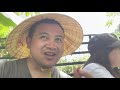 Maui's Best Private Exotic Fruit Tour | Ono Organic Farms | Gordon Ramsey's Experience