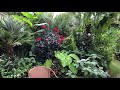 Springy Steve’s Exotic Garden September 8th 2019