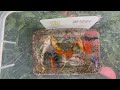Amazing Catching Fancy Ornamental Catfish, Koi Fish, Three Tailed Fish, Crayfish, Angelfish