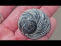 I FOUND A HUGE WHELK! Oh Whelk! | New Jersey Beach Hunt | Cold Water Shelling | @PlumIslandSeaCabin