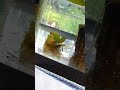 Grey Treefrog Tadpole Feeding Frenzy