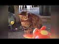 New Funny Animals 2023 😱 Funniest Cats and Dogs 😻😹 Part39