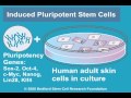 What are Induced Pluripotent Stem Cells? (iPS Cells)