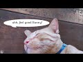 Funniest Cats Ever!!!
