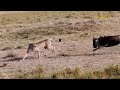 Cheetah Too Fast! Mother Ostrich Running At Full Speed Still Can't Save Baby From Hungry Cheetah