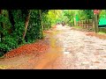 Refreshing walk in rain on the backwaters of Bangladesh |  rain sounds for deep relaxing sleep #rain