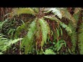 A Hike Into The Redwood Forest.