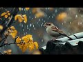 Soothing Rain Ambiance: Serene Rain Sounds w/ Sparrow for Meditation, Mindfulness and Relaxation