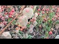 Cotton Ball Fruit - Strange plants Science, weirdest fruit, Cactus Fruit? Never seen before?