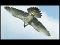 Pigeon vs Peregrine Falcon | Animals: The Inside Story | BBC