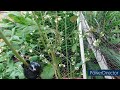 AIR LAYERING A BLUEBERRY PLANT