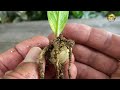 Zz Plant Care Tips and Propagation Tricks | Zz Plant Flowers