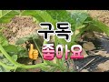 맷돌호박 순지르기 4가지 방법➡️ 호박이 크고 많이 달리게 하는 순치기방법🥒 호박순자르기🥒 호박 곁순정리