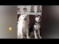 New Funny Animals 2023 😱 Funniest Cats and Dogs 😻😹 Part31