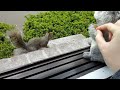 Squirrels' reactions to a stuffed squirrel (in memory of Smoothie)