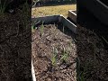 Part 2 planting!!!