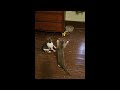 Kittens Playing Together For The First Time #kitten