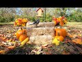 [10 Hours- No Interruptions] TV for Dogs & Cats 🐈🐕📺| Squirrels, Birds & Chipmunks enjoy Fall/Autumn