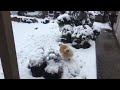 Buddy the Pomeranian plays in the snow