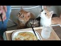 My House Cat Became a Wild Cat After We Moved! (ENG SUB)