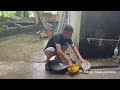 Making food for chicken with banana trees. Daily work. Edgar | love animals